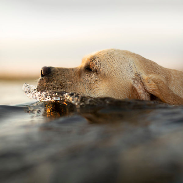 THE SEA DOG Art Print - Yellow Labrador  Beach, Lake House Wall Decor