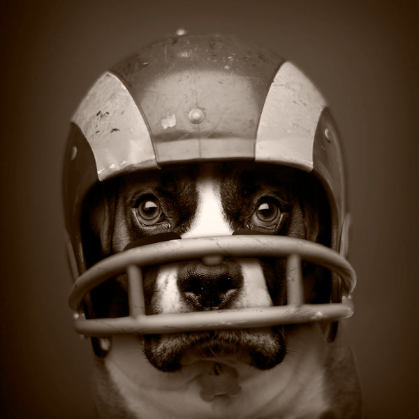 TANK Football Dog Canvas Art Print - Boxer Dog Football Wall Art