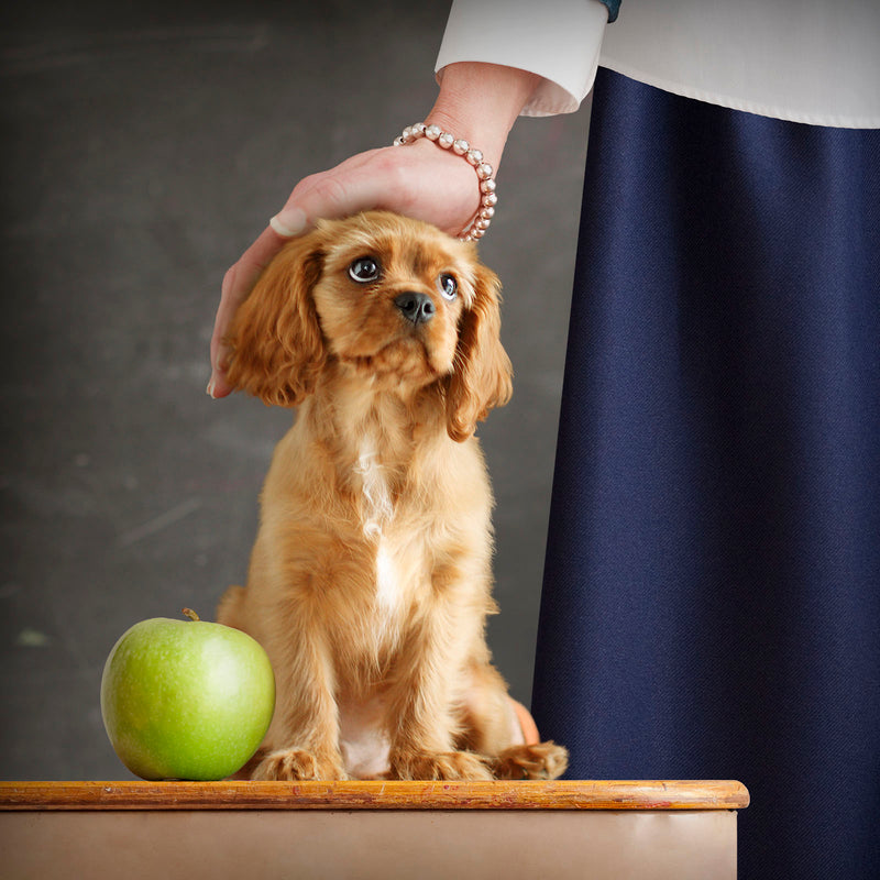 LUCY Dog Canvas Art Print  - Cavalier King Charles Spaniel Teacher's Pet Wall Decor