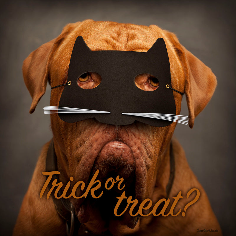 "Trick or Treat?" Dog in Cat Mask Canvas - Halloween Wall Decor for Dog Lovers - Frech Mastiff Art, Dogue de Bordeaux