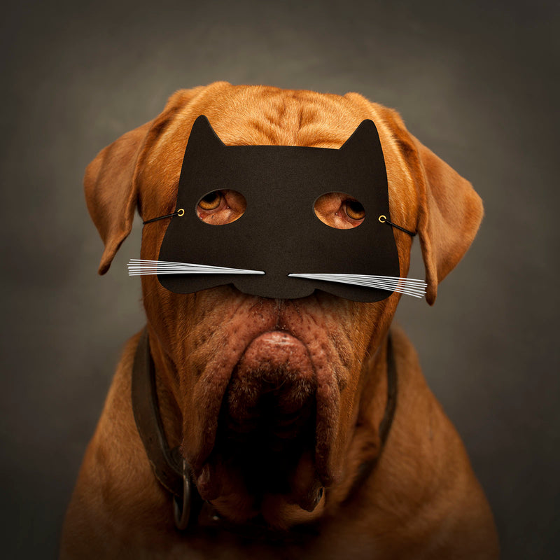 French Mastiff, Dogue de Bourdeaux - Red Dog in Cat Mask Dog Wall Art on Print or Canvas by. Fun, colorful & unique dog art by the world's top dog photographer Ron Schmidt.