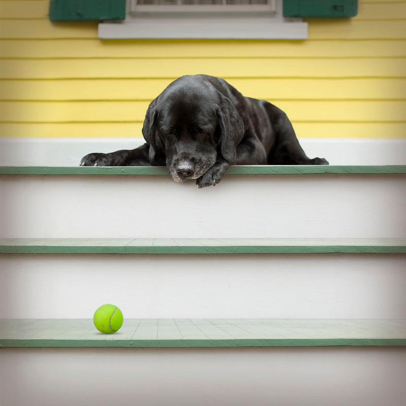 TUCKER Black Dog  Canvas Art Print - Old Dog Labrador Wall Artwork