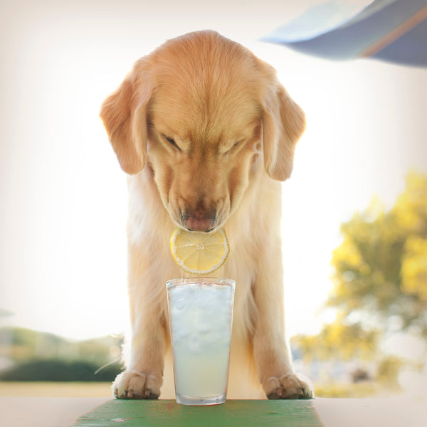 TWIST Golden Retriever Canvas Art Print - Dog Days of Summer with Lemon Wall Decor