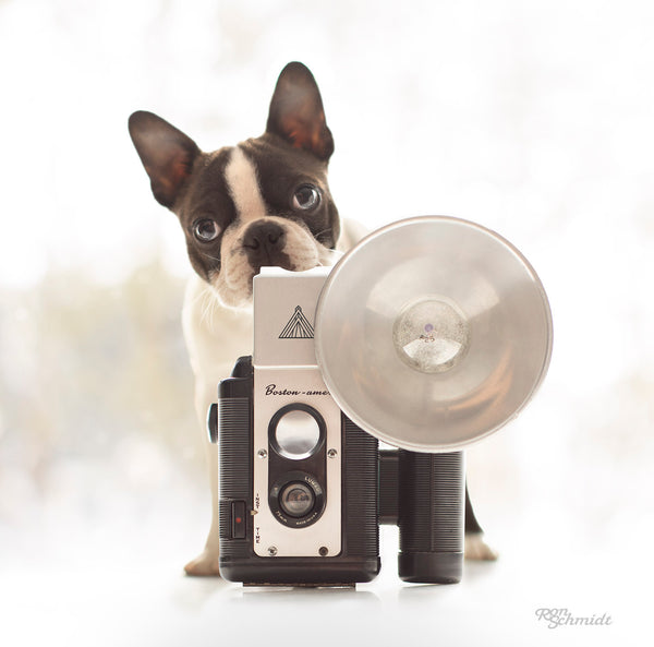 IRIS Vintage Camera and Dog Canvas Art Print - Boston Terrier Artwork