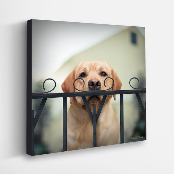 WATSON Dog with Mustache Canvas Art Print  - Yellow Labrador Wall Art