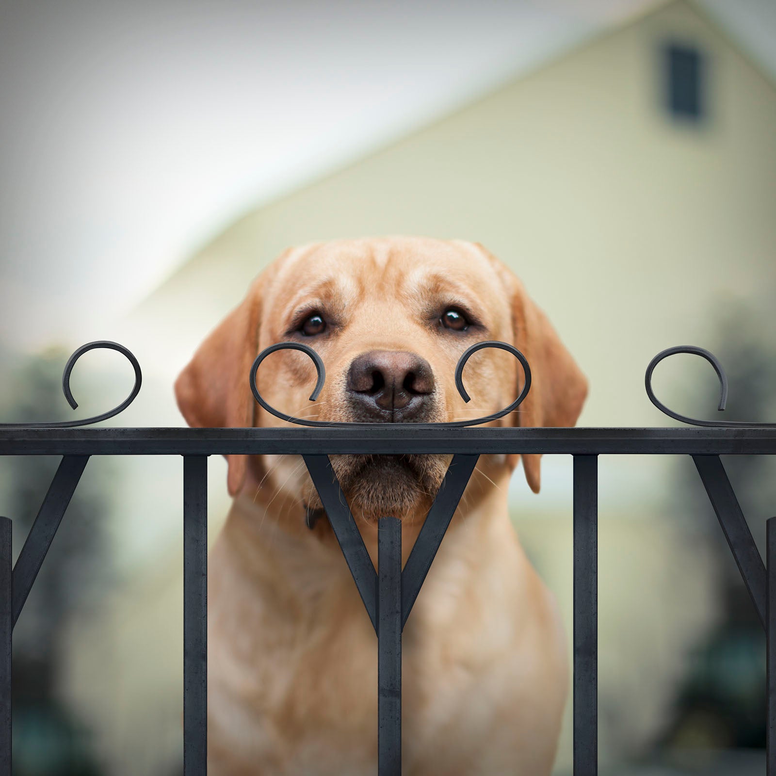 WATSON Dog with Mustache Canvas Art Print - Yellow Labrador Wall