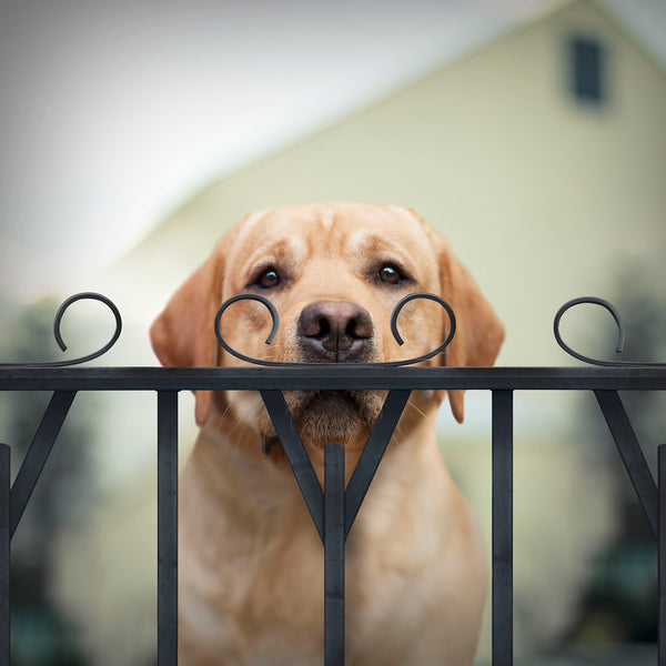 WATSON Dog with Mustache Canvas Art Print  - Yellow Labrador Wall Art