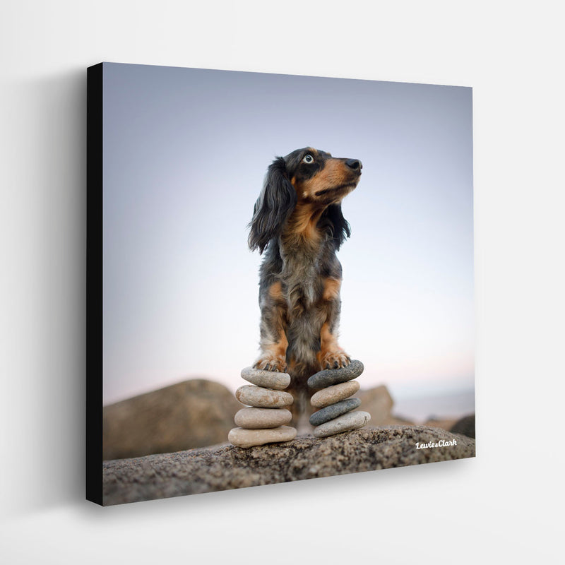 ZEN Dog Canvas Art Print  - Dachshund Wall Artwork