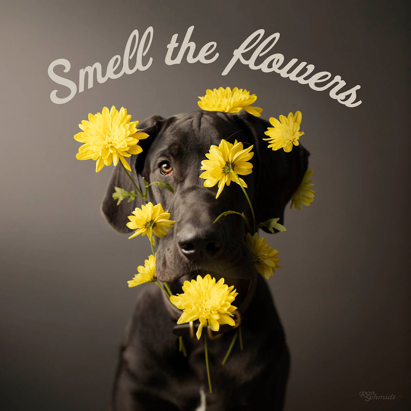 Smell the Flowers" Grey Great Dane with Yellow Flowers - Gallery Wrapped Canvas  - Dog Art Print  - Unique motivational wall decor for living room, office, playroom, and bedroom. 